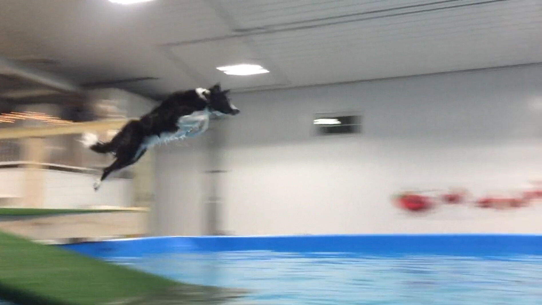 Dog Water Park InForum Fargo Moorhead And West Fargo News Weather dog-water-park-inforum-fargo-moorhead-and-west-fargo-news-weather